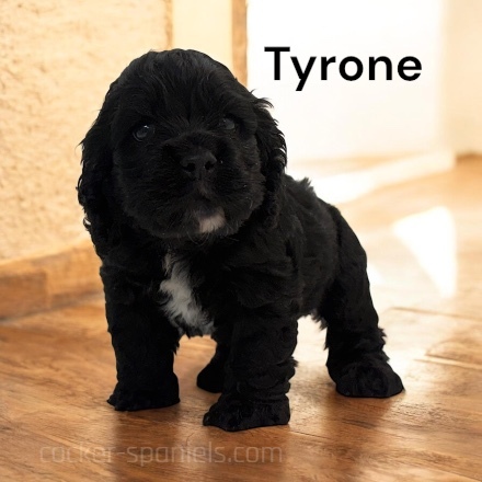 puppy, for, sale, Cocker Spaniel, Joe & Cherri  Overlease, dog, breeder, Miller, MO, dog-breeder, puppy-for-sale, forsale, nearby, find, puppyfind, locator, puppylocator, aca